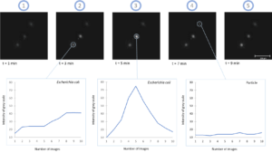 Microorganims : Figure 2a