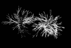 Microorganims : Figure 2b1