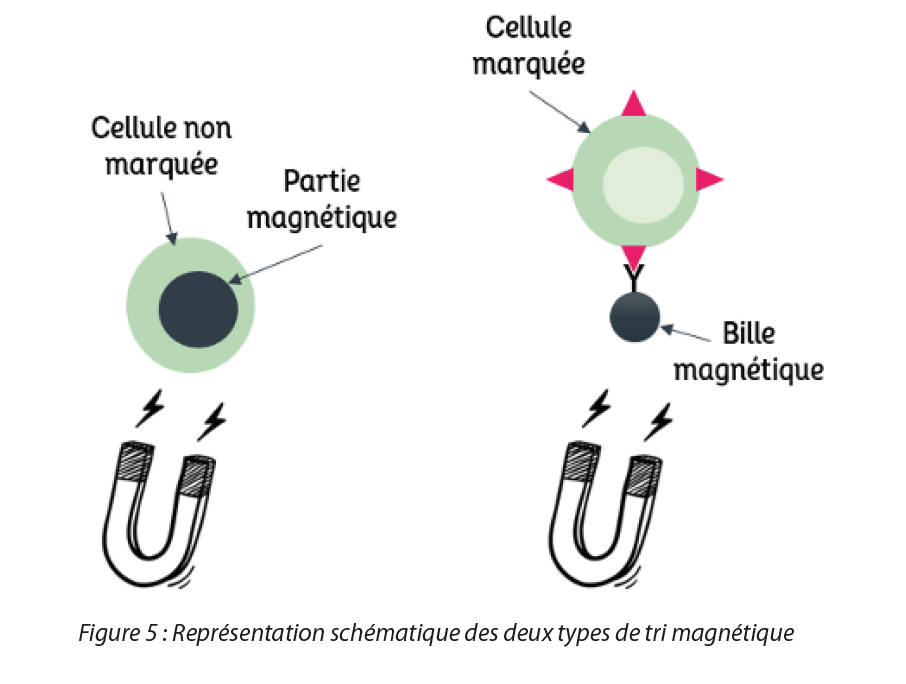https://www.a3p.org/wp-content/uploads/2023/05/nanoparticules-gene-cell-therapy-a3p-la-vague-2023-fig5.png