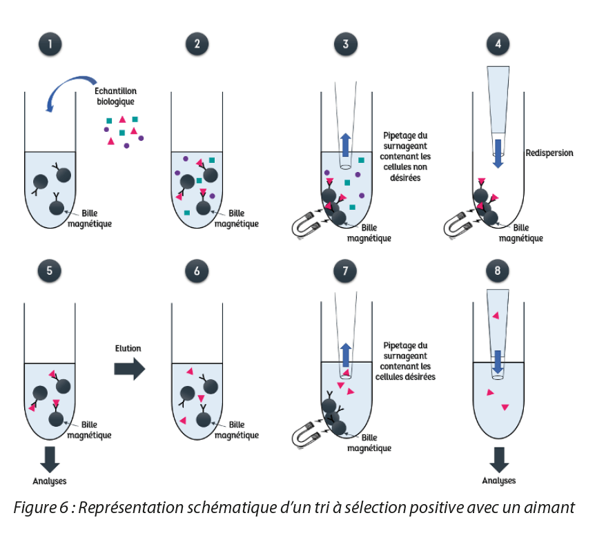 https://www.a3p.org/wp-content/uploads/2023/05/nanoparticules-gene-cell-therapy-a3p-la-vague-2023-fig6.png