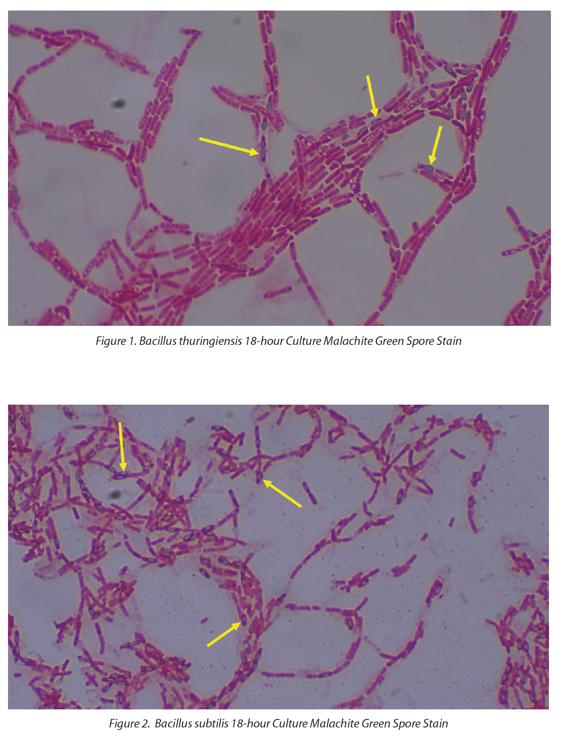 https://www.a3p.org/wp-content/uploads/2024/04/Bacterial-Spore-Formers-Disinfectant-Efficacy-Testing-la-vague-81-a3p-figure-2.png