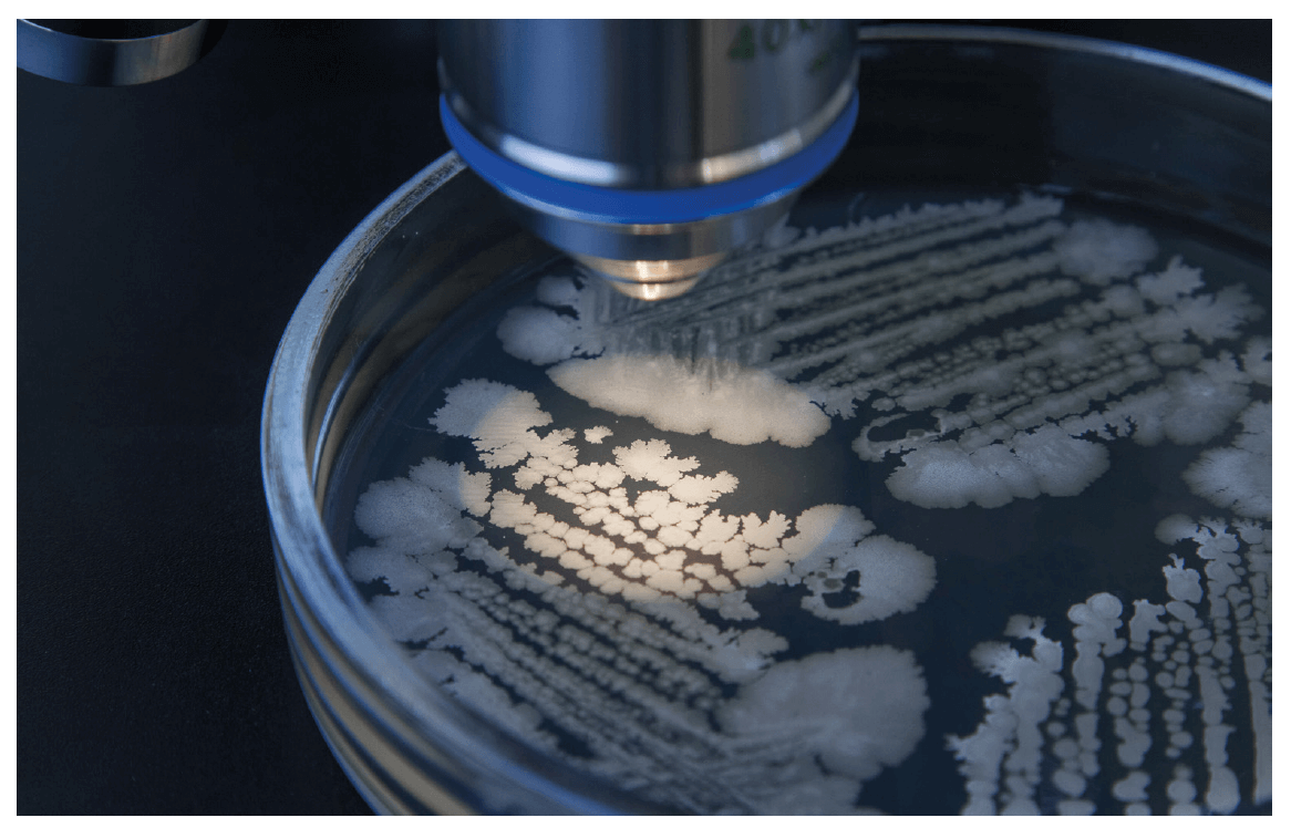 Bacterial-Spore-Formers-Disinfectant-Efficacy-Testing-la-vague-81-a3p
